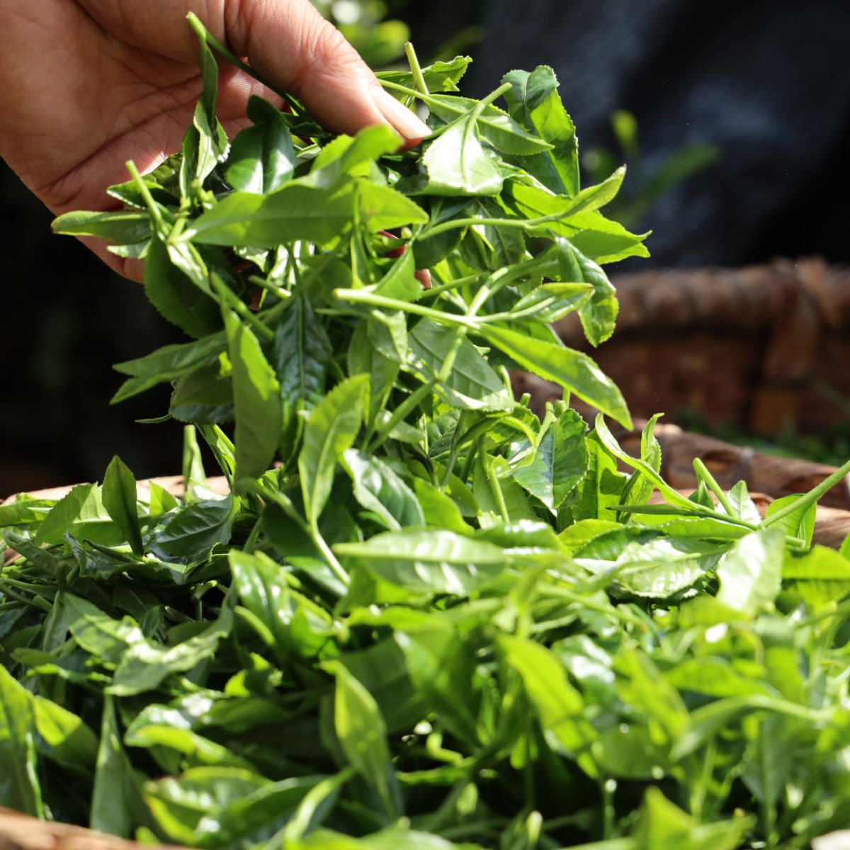 ïŒäžçªè¶ã®æ°èœã䜿çšïŒçå±±è¶ ãã¶ãç
è¶ è©°åã 100gÃ5è¢ | è¶ ãè¶ æ¥æ¬è¶ çå±±è¶ ç·è¶ ç
è¶ ãã¶ãè¶ äžçªè¶ æ¿å ã³ã¯ éŠã é¢šå³ æšå³ ãŸããã çŸå³ãã ãããã ã®ãã ãåç£ ãã¬ãŒã³ã åŒçç ææ²¢åž