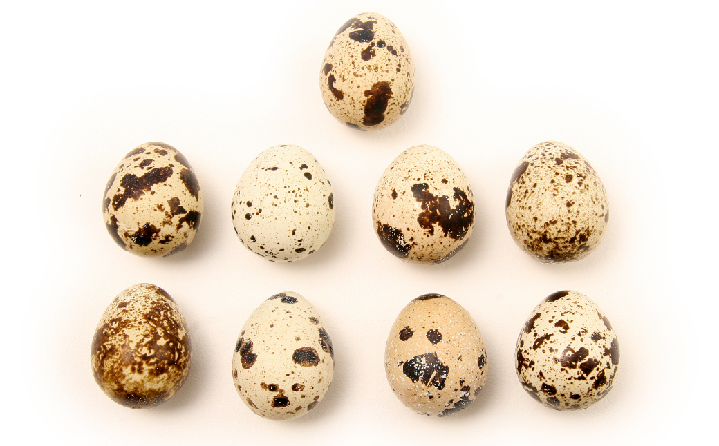 フランスうずらのまったり濃厚大人プディング 6個入 うずら屋 | 卵 うずら うずらの卵 プリン プディング なめらか クリーミー お菓子 おやつ スイーツ デザート おすすめ 人気 お取り寄せ ギフト お土産 埼玉県 所沢市