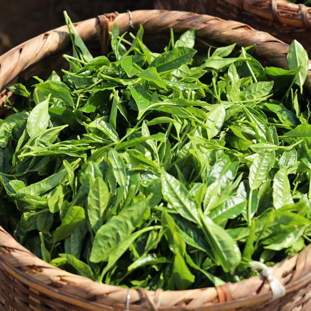 ＜訳あり＞ お茶農家のまかない茶 狭山茶の荒茶 1.2kg(200g×6袋) 茶の丸国園 | 狭山茶 煎茶 緑茶 茶 ほうじ茶 紅茶 水出し 低温 大容量 訳あり 小分け 埼玉県 所沢市