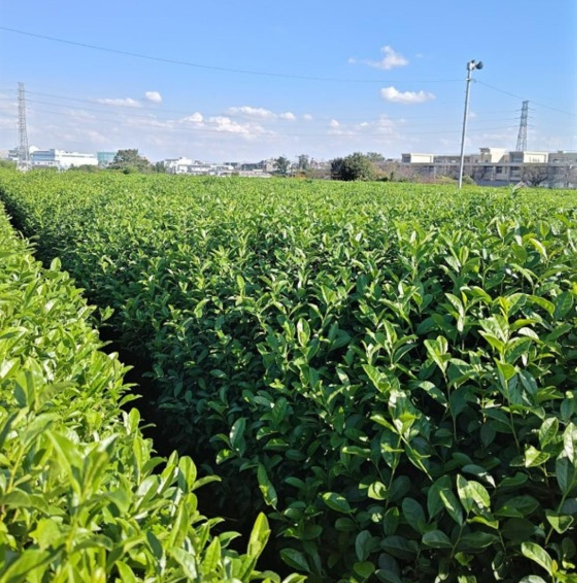 ＜訳あり＞ お茶農家のまかない茶 狭山茶の荒茶 1.2kg(200g×6袋) 茶の丸国園 | 狭山茶 煎茶 緑茶 茶 ほうじ茶 紅茶 水出し 低温 大容量 訳あり 小分け 埼玉県 所沢市
