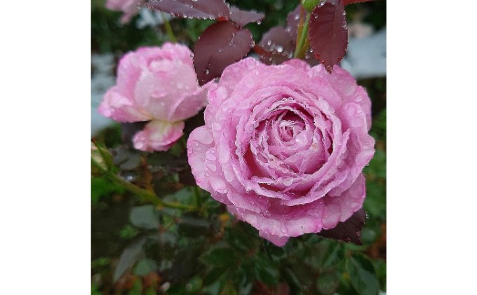 【Apple Roses】バラ苗『ラフ・メイカー』新苗育成苗6号鉢植え