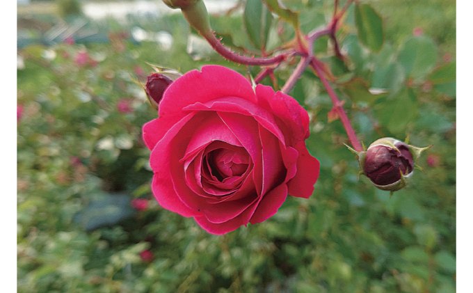 バラ苗 Cna Gob Bo