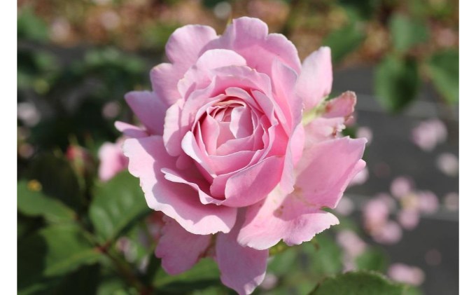 【Apple Roses】バラ苗『ストロベリー・スウィング』新苗育成苗6号鉢植え