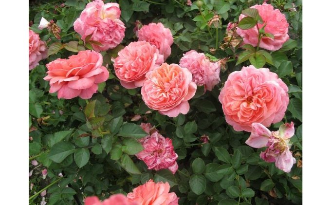 【Apple Roses】バラ苗『パウル・クレー』新苗育成苗6号鉢植え
