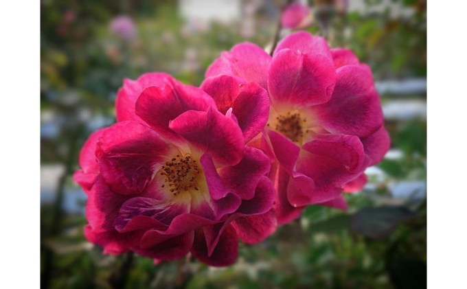 【Apple Roses】バラ苗『ロードライト・ガーネット』新苗育成苗6号鉢植え