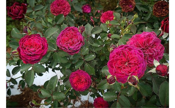 【Apple Roses】バラ苗『サーカス・ナイト』新苗育成苗6号鉢植え