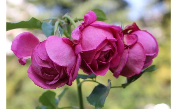 【Apple Roses】バラ苗『マイスタージンガー』新苗育成苗6号鉢植え