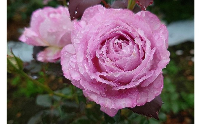 【Apple Roses】バラ苗『ラフ・メイカー』新苗育成苗6号鉢植え