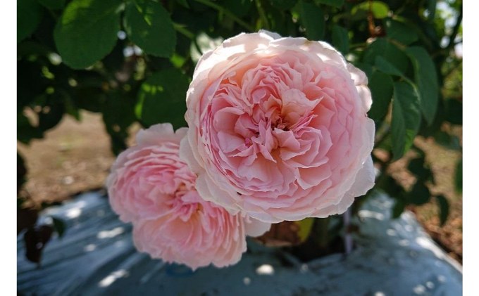 【Apple Roses】バラ苗『アルカーナ』新苗育成苗6号鉢植え