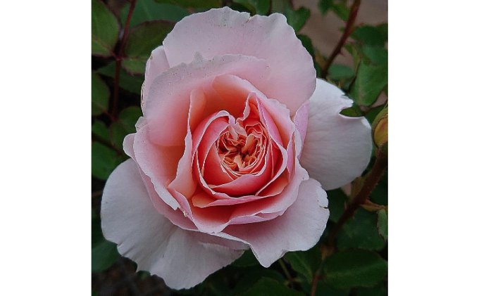 【Apple Roses】バラ苗『メーヴェ』新苗育成苗6号鉢植え