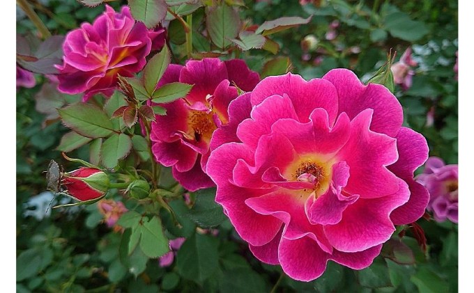 【Apple Roses】バラ苗『ロードライト・ガーネット』新苗育成苗6号鉢植え