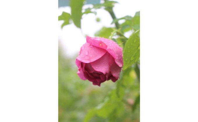 【Apple Roses】バラ苗『マイスタージンガー』新苗育成苗6号鉢植え