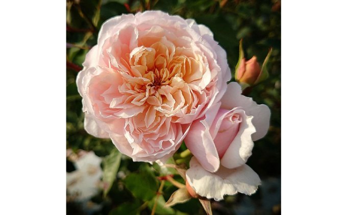 【Apple Roses】バラ苗『メーヴェ』新苗育成苗6号鉢植え