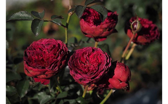 【Apple Roses】バラ苗『サーカス・ナイト』新苗育成苗6号鉢植え