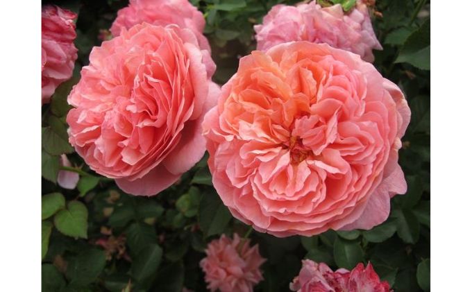 【Apple Roses】バラ苗『パウル・クレー』大苗6号ポット植え  HNNH003