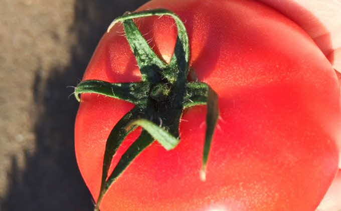 【完熟とまとの新井園】無添加!! トマトの加工品バラエティセット(無塩ジュース)[52210905] 野菜飲料 野菜ジュース トマトジャム トマトソース ケチャップ 調味料 ジャム 