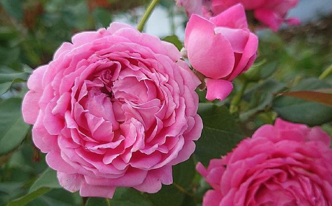 花のメルヘン 花のメルヘン Z/X（ゼクス）公式アカウント on X