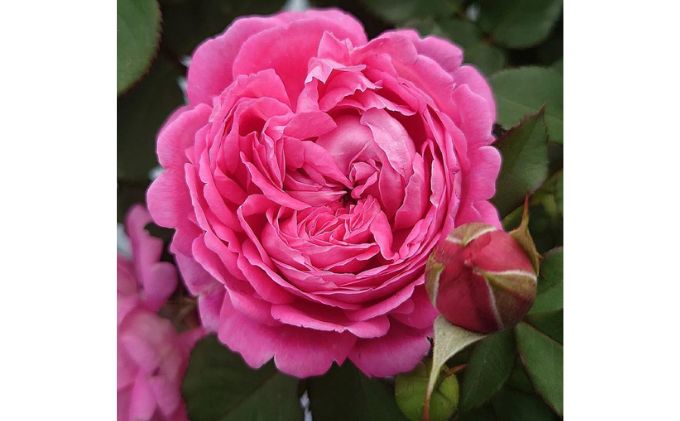 花のメルヘン Apple Roses】バラ苗『メルヘン・クーゲル』大苗6号ポット植え