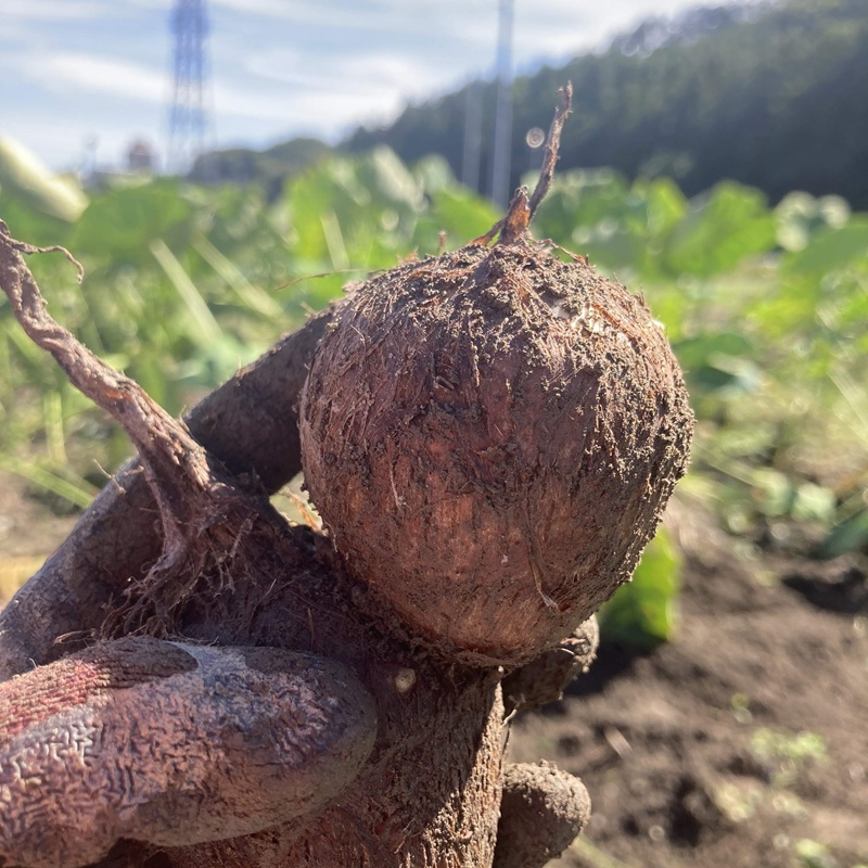 【わんぱく農園】里芋 2.5kg[52211004]