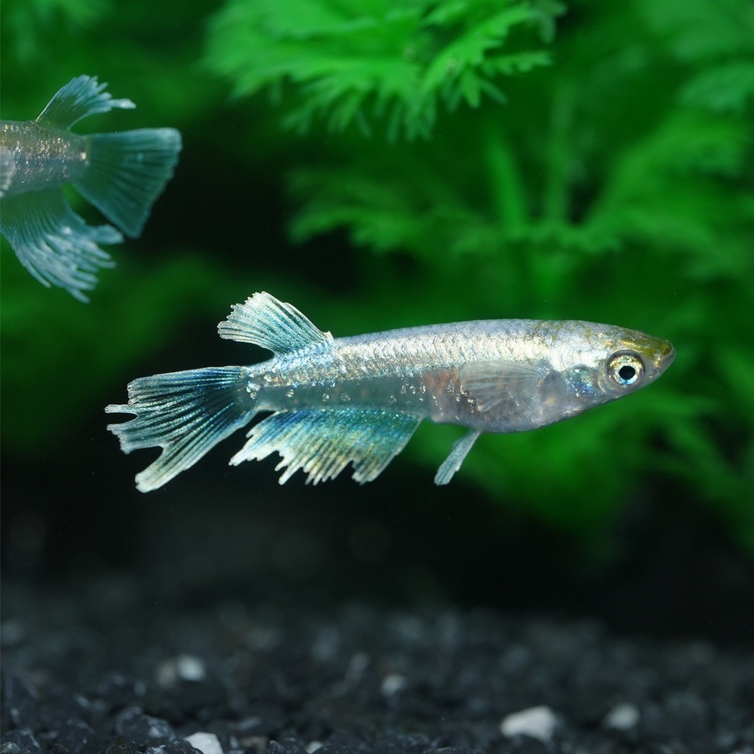 メダカ「エメキン」4匹セット[52210998]