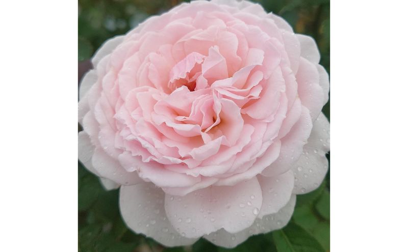 ♡Lokelani様♡ご確認用　バラ苗 Apple Roses】バラ苗『いのり』新苗育成苗6号ポット植え