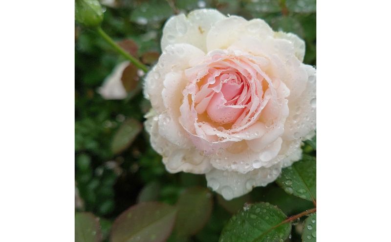 Apple Roses】バラ苗『いのり』新苗育成苗6号ポット植え[52211011