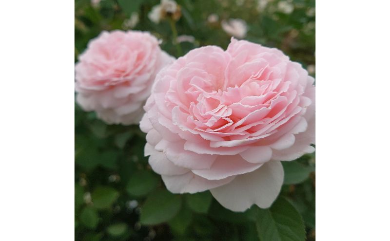 Apple Roses】バラ苗『いのり』新苗育成苗6号ポット植え