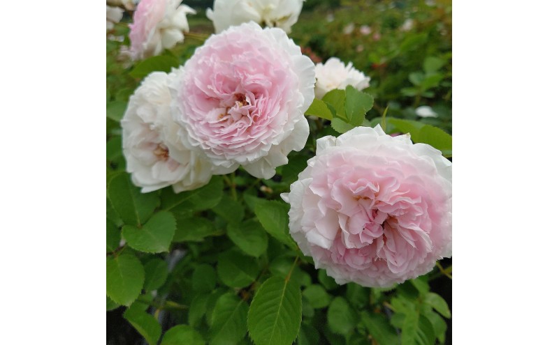 【Apple Roses】バラ苗 『いのり』 大苗6号ポット植え[52211051]