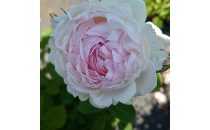 【Apple Roses】バラ苗 『いのり』 大苗6号ポット植え[52211051]