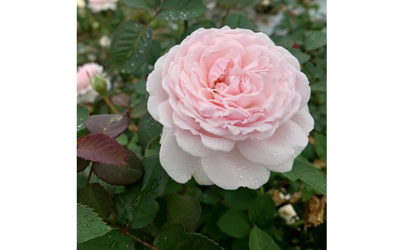 【Apple Roses】バラ苗 『いのり』 大苗6号ポット植え[52211051]