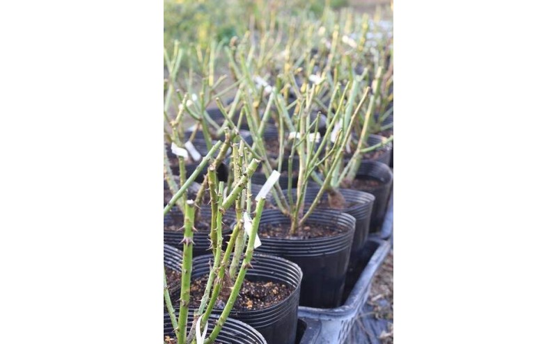 【Apple Roses】バラ苗 『いのり』 大苗6号ポット植え[52211051]