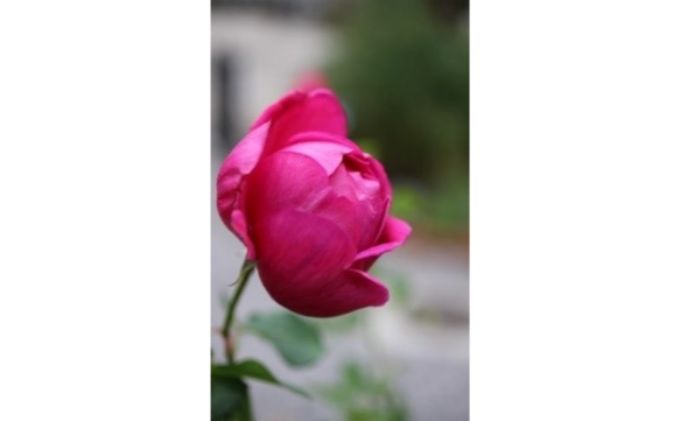 【Apple Roses】バラ苗『パブ・ロック』大苗6号ポット植え[52210520]
