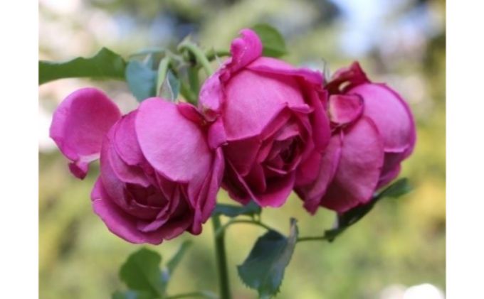 【Apple Roses】バラ苗『マイスタージンガー』大苗6号ポット植え 　 HNNH001