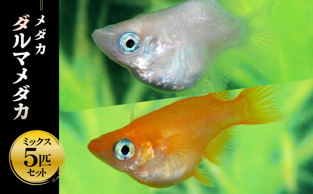 メダカ「ダルマメダカ」 ミックス5匹セット  HNNAD003