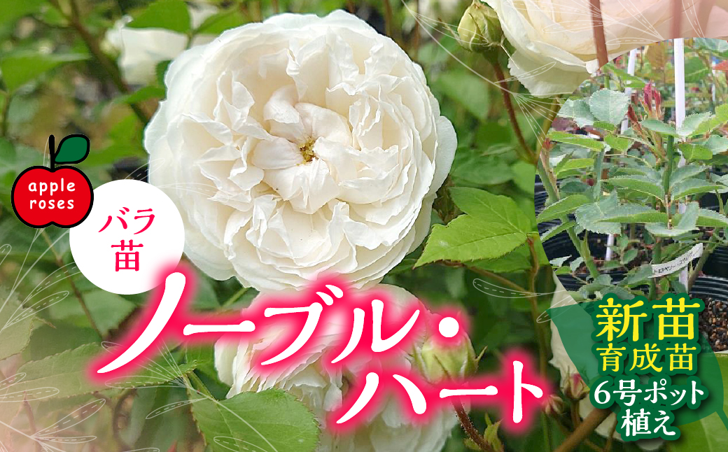 【Apple Roses】バラ苗『ノーブル・ハート』新苗育成苗6号ポット植え HNNH046