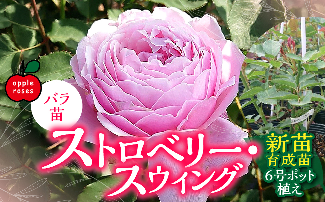 ãApple Rosesããã©èãã¹ããããªãŒã»ã¹ãŠã£ã³ã°ãæ°èè²æè6å·ãããæ€ã HNNH021