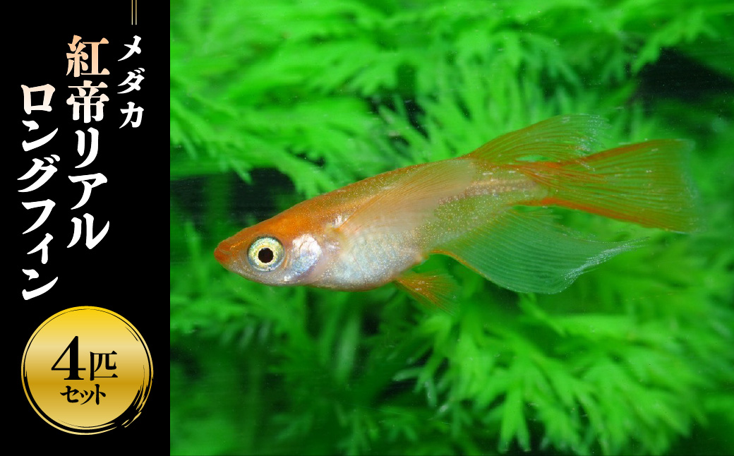 メダカ「紅帝リアルロングフィン」4匹セット HNNAD008