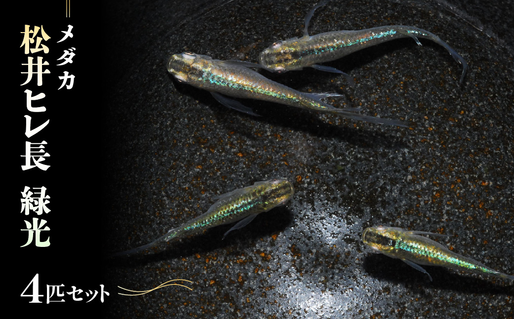 メダカ「松井ヒレ長 緑光」4匹セット  HNNAD002