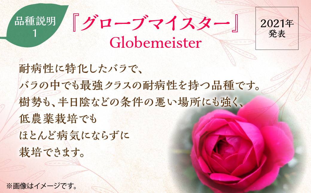 【Apple Roses】バラ苗『グローブマイスター』新苗育成苗6号ポット植え  HNNH015