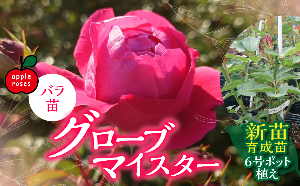 【Apple Roses】バラ苗『グローブマイスター』新苗育成苗6号ポット植え  HNNH015