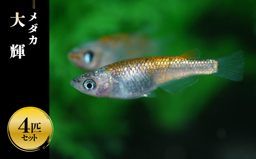 メダカ「大輝」4匹セット HNNAD006