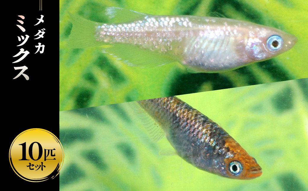 メダカ ミックス10匹セット  HNNAD004
