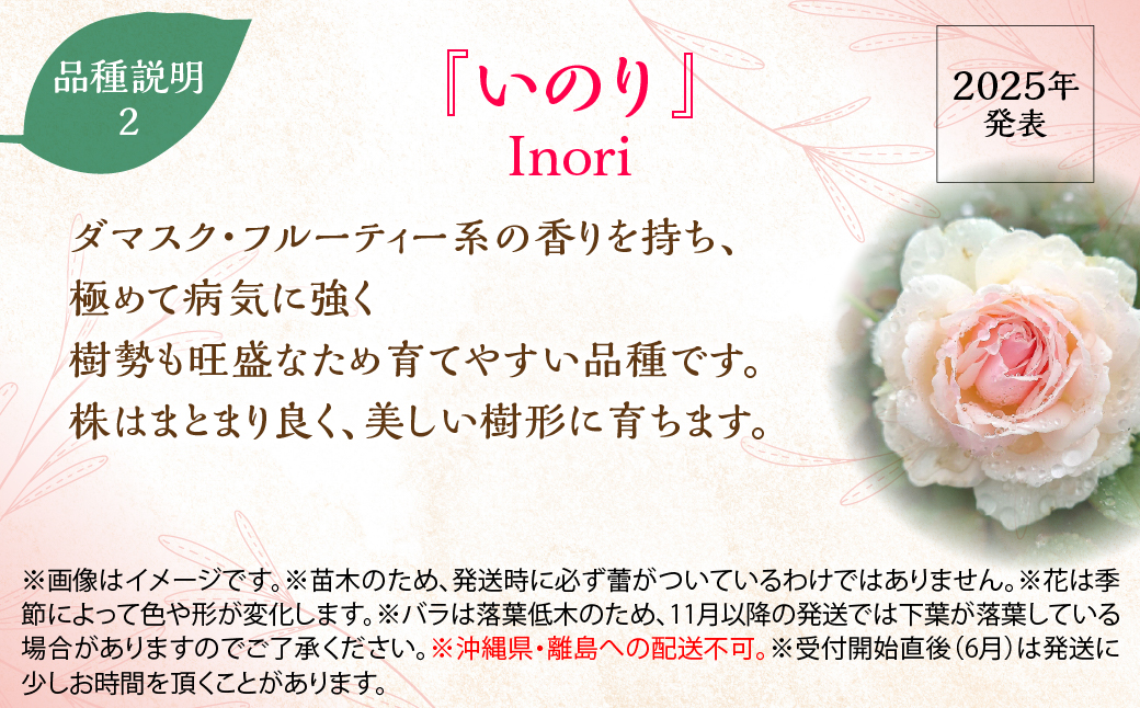 【Apple Roses】バラ苗『いのり』新苗育成苗6号ポット植え HNNH047