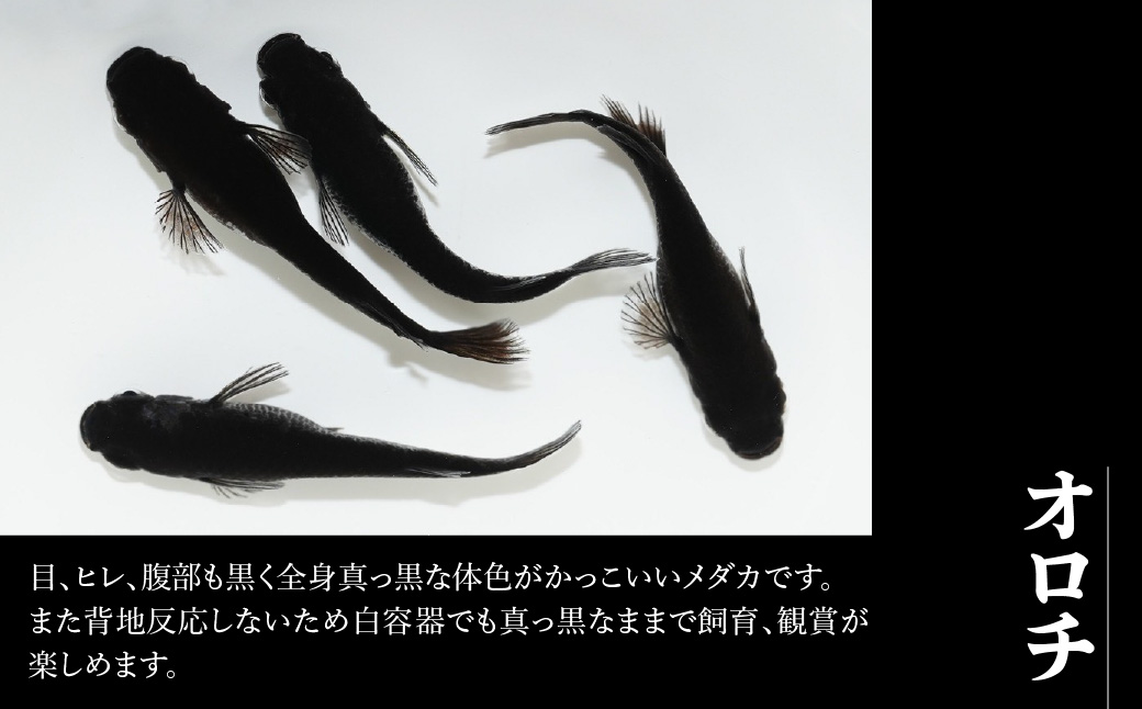 メダカ「オロチ」4匹セット HNNAD005
