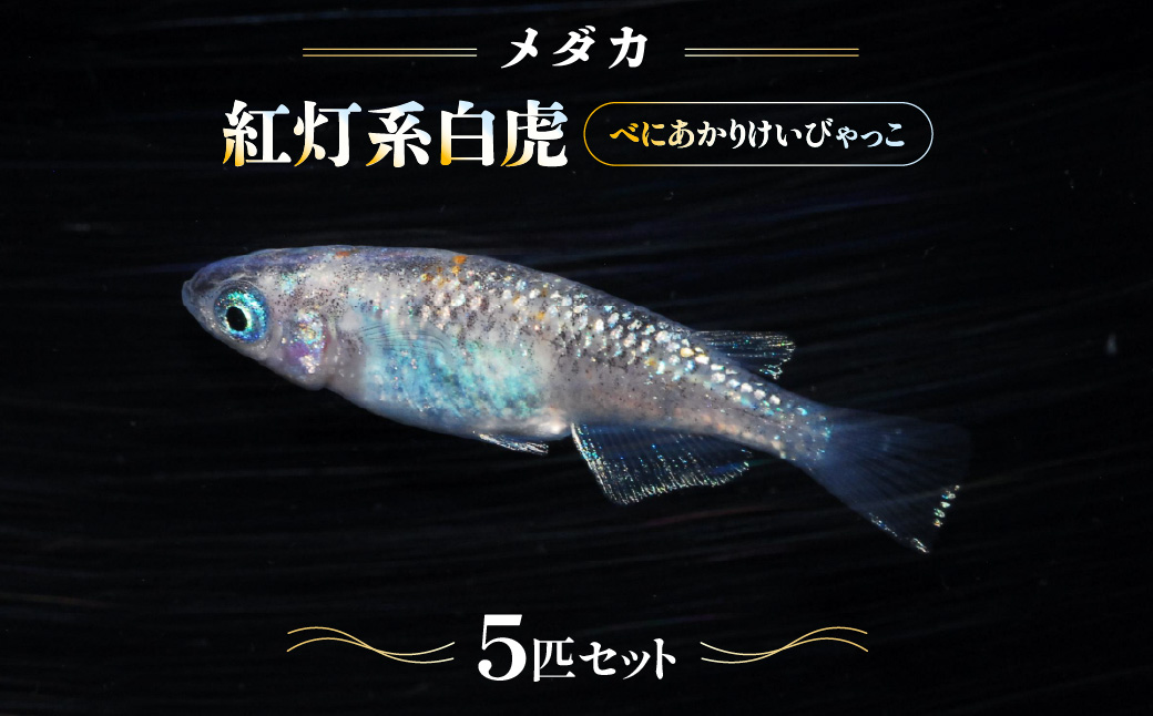 メダカ「紅灯系白虎(べにあかりけいびゃっこ)」5匹セット  HNNAD001