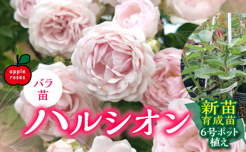 ãApple Rosesããã©èããã«ã·ãªã³ãæ°èè²æè6å·ãããæ€ã HNNH042