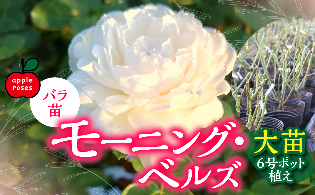 【Apple Roses】バラ苗『モーニング・ベルズ』大苗6号ポット植え  HNNH040