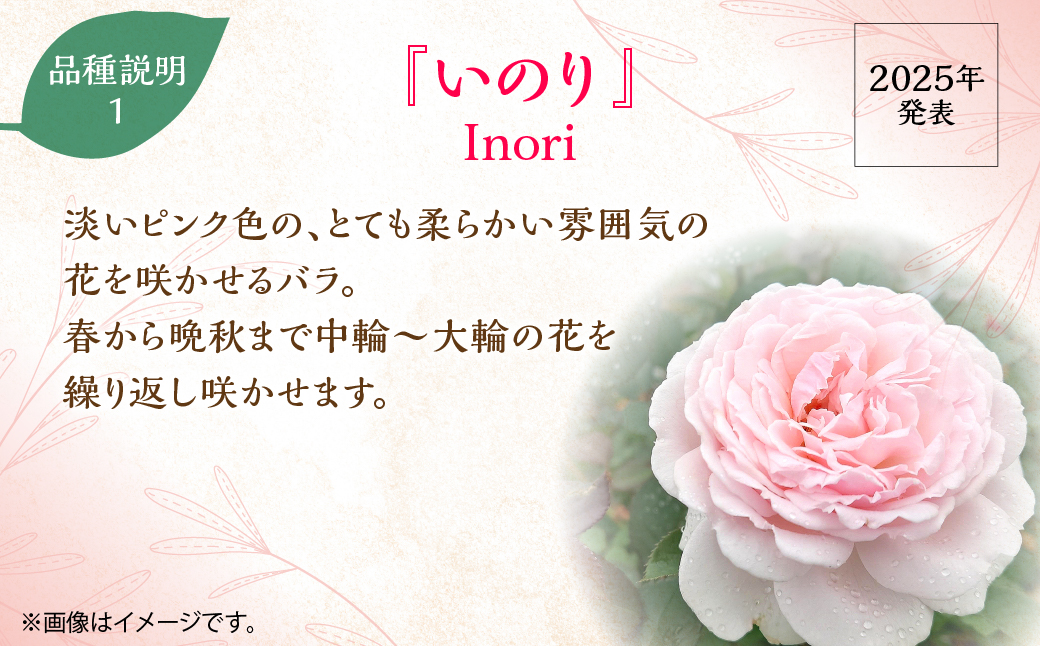 【Apple Roses】バラ苗『いのり』新苗育成苗6号ポット植え HNNH047