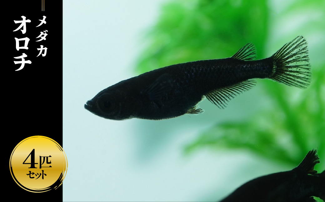 メダカ「オロチ」4匹セット HNNAD005