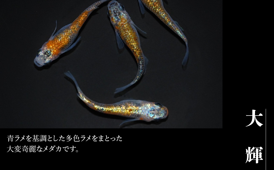 繝。繝繧ォ縲悟、ァ霈昴4蛹ケ繧サ繝繝 HNNAD006